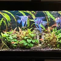acquario sera 150L +