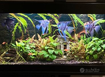 acquario sera 150L +