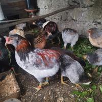 Coppia araucana pura e pulcini