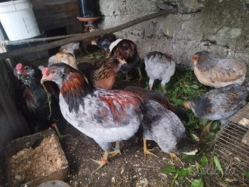 Coppia araucana pura e pulcini