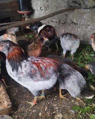 Coppia araucana pura e pulcini