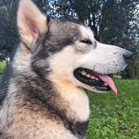 Alaskan Malamute
