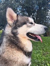 Alaskan Malamute