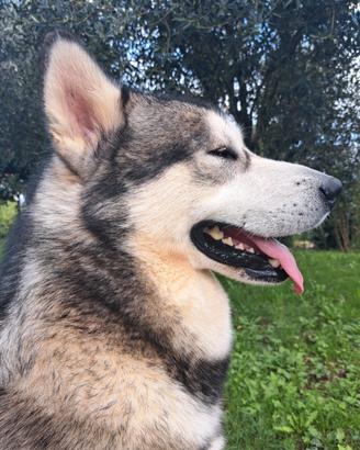 Alaskan Malamute