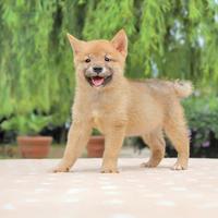 Cucciolo di Shiba Inu pronto