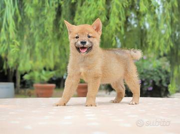 Cucciolo di Shiba Inu pronto