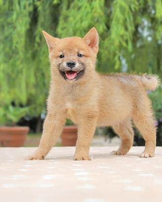 Cucciolo di Shiba Inu pronto