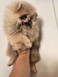 Spitz nano di pomerania