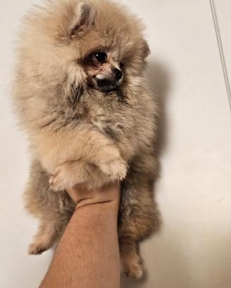 Spitz nano di pomerania
