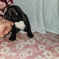 Bulldog francese nero dorato