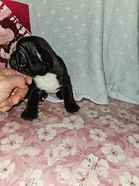 Bulldog francese nero dorato