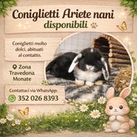 Coniglietti