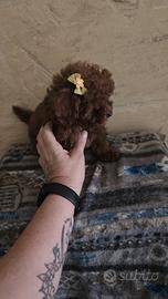 Barboncina teacup red coreano