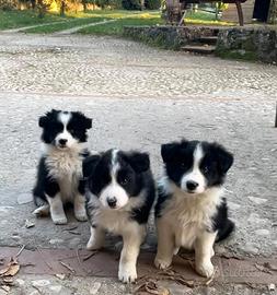 Cuccioli border collie