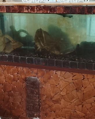 Acquario pesci