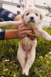 Meravigliosi cuccioli