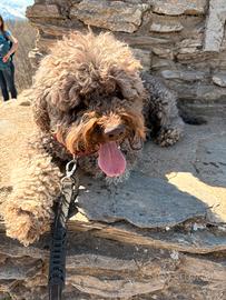 Lagotto Romagnolo