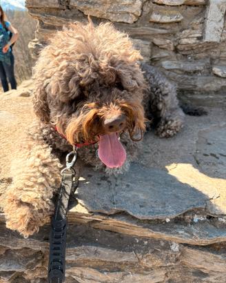 Lagotto Romagnolo
