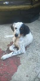 Setter inglese