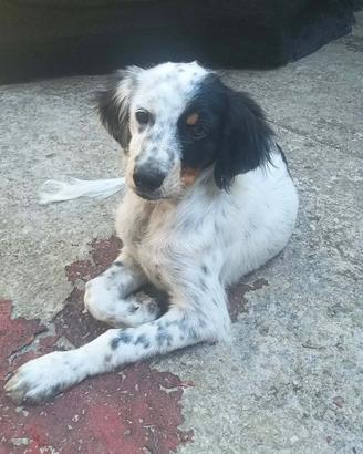Setter inglese