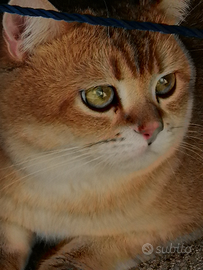 Per accoppiamento maschio Brittish shortair