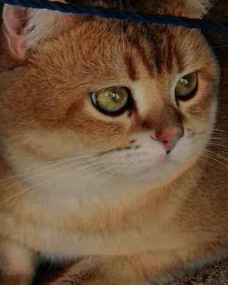 Maschio Brittish shortair per monta