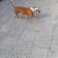 American Staffordshire