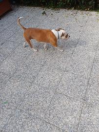 American Staffordshire