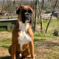 Boxer disponibile per monta