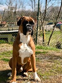 Boxer disponibile per monta