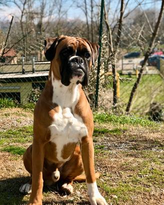 Boxer disponibile per monta