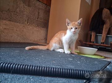 Cuccioli di gattino in adozione, 2 mesi
