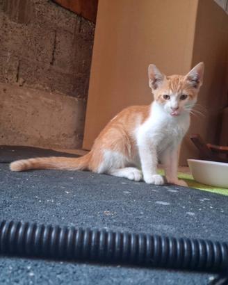 Cuccioli di gattino in adozione, 2 mesi