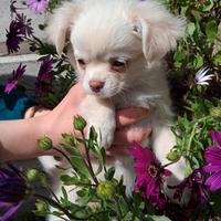 Cuccioli di piccola taglia