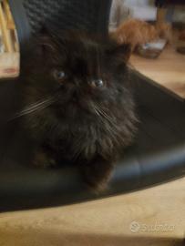 Maschietto persiano ipertipico