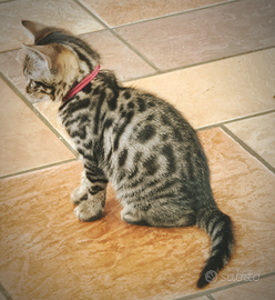 Maschietti di Bengala 2 mesi Allevamento Enfi