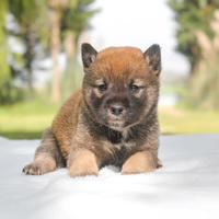 Cucciolo di Shiba Inu