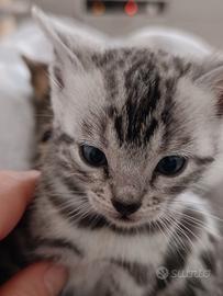 Cuccioli bengala con pedigree