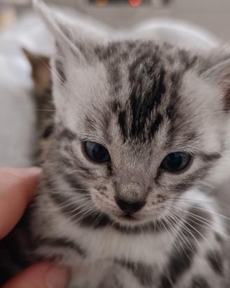 Cuccioli bengala con pedigree