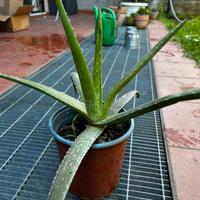 Pianta di Aloe vera