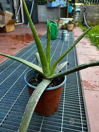 Pianta di Aloe vera
