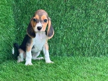 Beagle