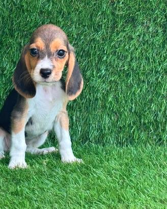Beagle