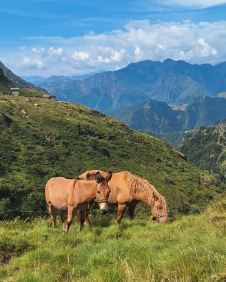 Mulo