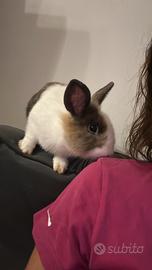 Coniglio testa di leone