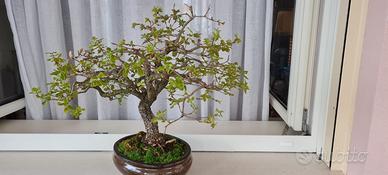 Bonsai di Quercia Roverella di 35 anni