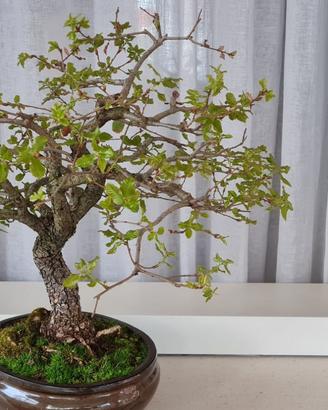 Bonsai di Quercia Roverella di 35 anni
