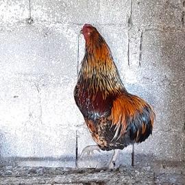 Gallo Araucana