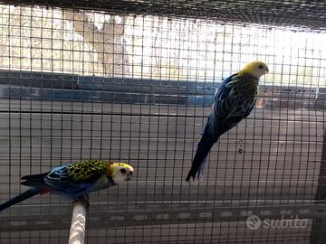 Coppia di rosella pallida