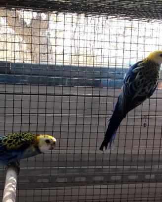 Coppia di rosella pallida